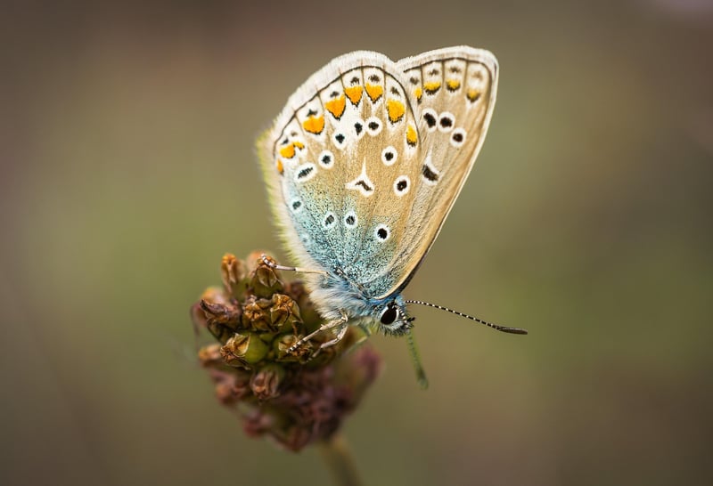 Butterfly in Forest